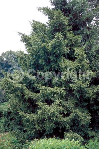 Red blooms; Evergreen; Needles or needle-like leaf