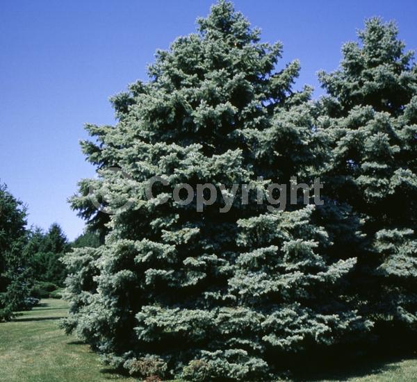 Orange blooms; Purple blooms; Green blooms; Evergreen; Needles or needle-like leaf