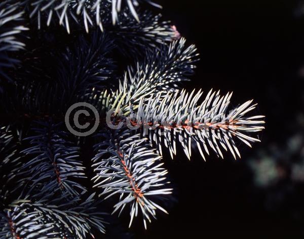 Orange blooms; Purple blooms; Green blooms; Evergreen; Needles or needle-like leaf