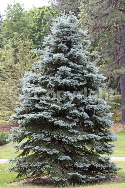 Orange blooms; Green blooms; Evergreen; Needles or needle-like leaf