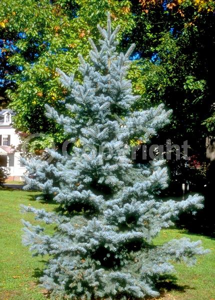 Orange blooms; Purple blooms; Green blooms; Evergreen; Needles or needle-like leaf