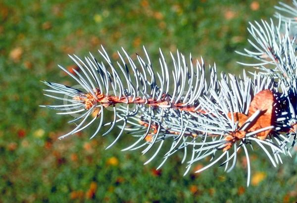 Orange blooms; Purple blooms; Green blooms; Evergreen; Needles or needle-like leaf