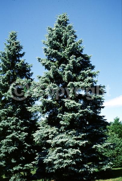 Orange blooms; Purple blooms; Green blooms; Evergreen; Needles or needle-like leaf