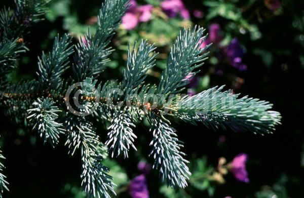 Orange blooms; Purple blooms; Green blooms; Evergreen; Needles or needle-like leaf