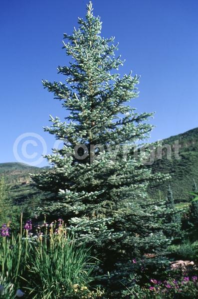 Orange blooms; Purple blooms; Green blooms; Evergreen; Needles or needle-like leaf