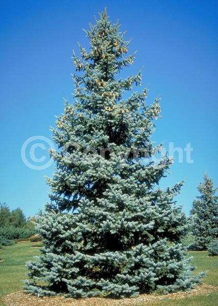 Orange blooms; Purple blooms; Green blooms; Evergreen; Needles or needle-like leaf