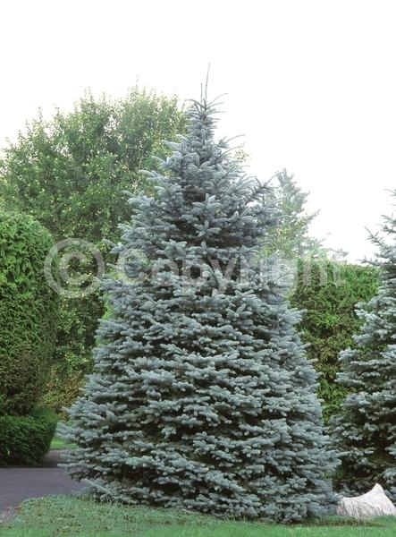Orange blooms; Purple blooms; Green blooms; Evergreen; Needles or needle-like leaf