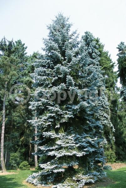 Orange blooms; Purple blooms; Green blooms; Evergreen; Needles or needle-like leaf