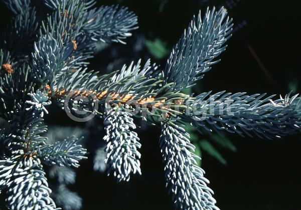 Orange blooms; Purple blooms; Green blooms; Evergreen; Needles or needle-like leaf