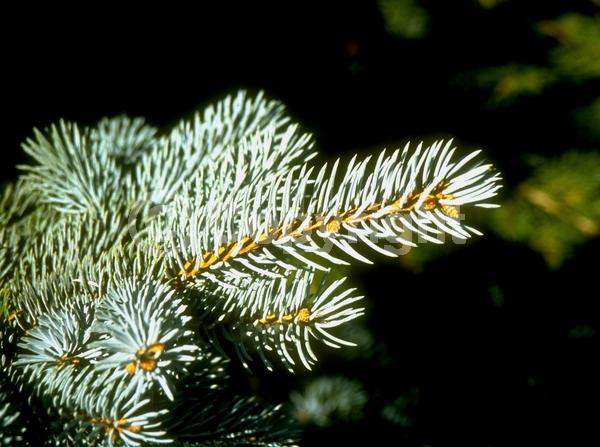 Orange blooms; Purple blooms; Green blooms; Evergreen; Needles or needle-like leaf