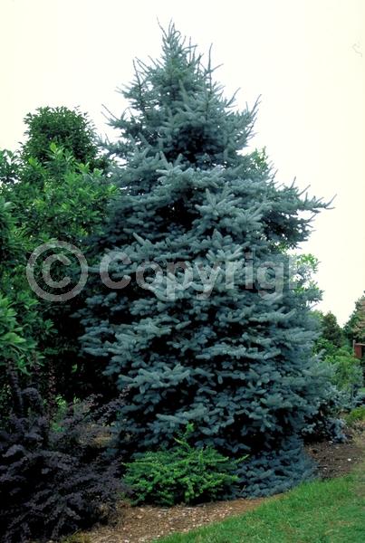 Orange blooms; Purple blooms; Green blooms; Evergreen; Needles or needle-like leaf