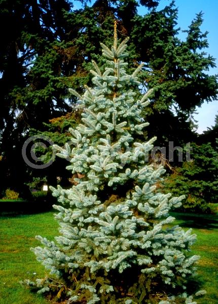 Orange blooms; Purple blooms; Green blooms; Evergreen; Needles or needle-like leaf