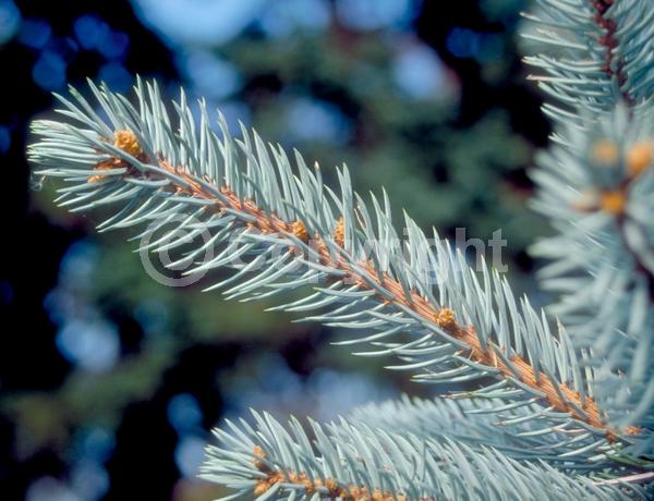 Orange blooms; Purple blooms; Green blooms; Evergreen; Needles or needle-like leaf