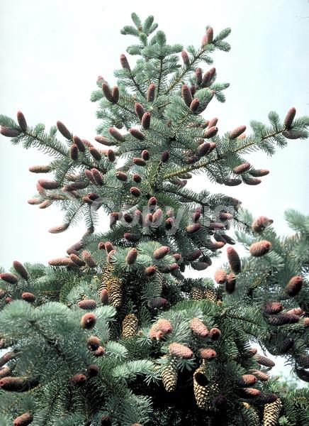 Orange blooms; Purple blooms; Green blooms; Evergreen; Needles or needle-like leaf