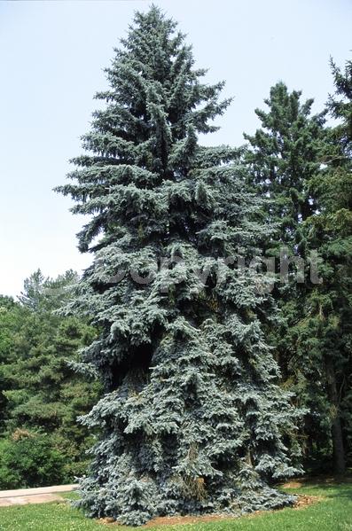 Orange blooms; Purple blooms; Green blooms; Evergreen; Needles or needle-like leaf