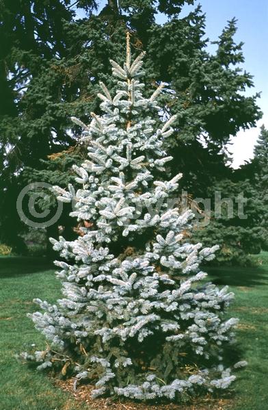 Orange blooms; Purple blooms; Green blooms; Evergreen; Needles or needle-like leaf