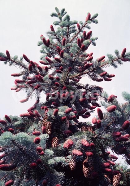 Orange blooms; Purple blooms; Green blooms; Evergreen; Needles or needle-like leaf