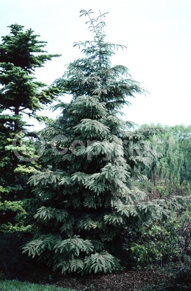 Orange blooms; Purple blooms; Green blooms; Evergreen; Needles or needle-like leaf
