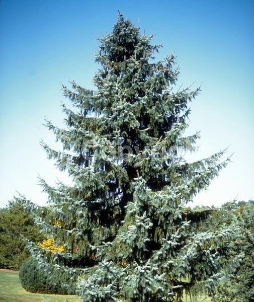 Orange blooms; Purple blooms; Green blooms; Evergreen; Needles or needle-like leaf