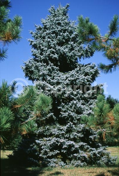 Orange blooms; Purple blooms; Green blooms; Evergreen; Needles or needle-like leaf