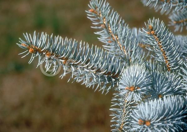 Orange blooms; Purple blooms; Green blooms; Evergreen; Needles or needle-like leaf