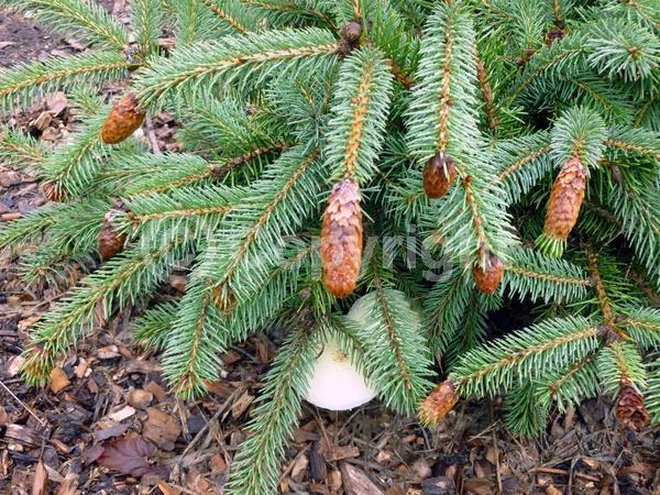 Orange blooms; Evergreen; Needles or needle-like leaf; North American Native