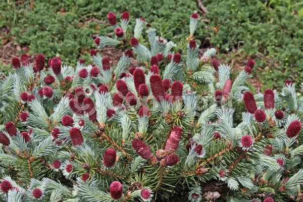 Orange blooms; Evergreen; Needles or needle-like leaf; North American Native