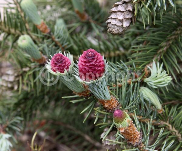 Orange blooms; Evergreen; Needles or needle-like leaf; North American Native