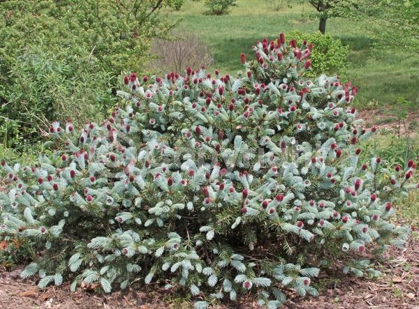 Orange blooms; Evergreen; Needles or needle-like leaf; North American Native