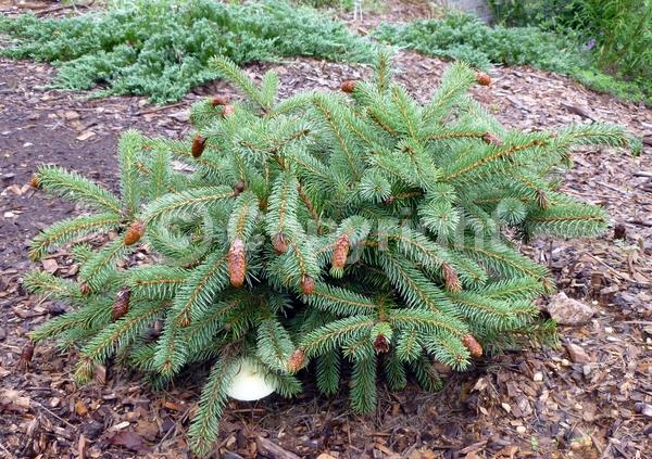 Orange blooms; Evergreen; Needles or needle-like leaf; North American Native