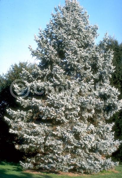 Orange blooms; Purple blooms; Green blooms; Evergreen; Needles or needle-like leaf