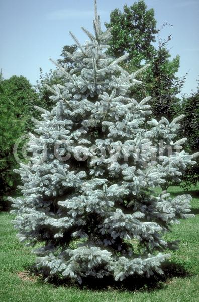 Orange blooms; Purple blooms; Green blooms; Evergreen; Needles or needle-like leaf