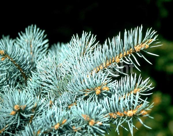 Orange blooms; Purple blooms; Green blooms; Evergreen; Needles or needle-like leaf; North American Native