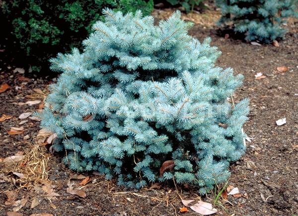 Orange blooms; Purple blooms; Green blooms; Evergreen; Needles or needle-like leaf; North American Native