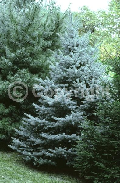 Orange blooms; Purple blooms; Green blooms; Evergreen; Needles or needle-like leaf
