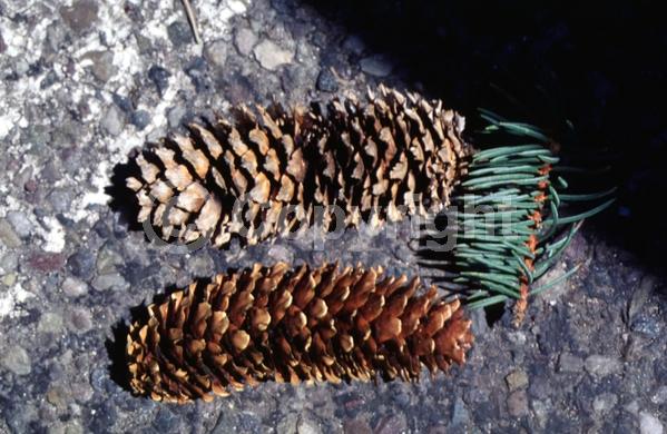 Orange blooms; Purple blooms; Green blooms; Evergreen; Needles or needle-like leaf; North American Native