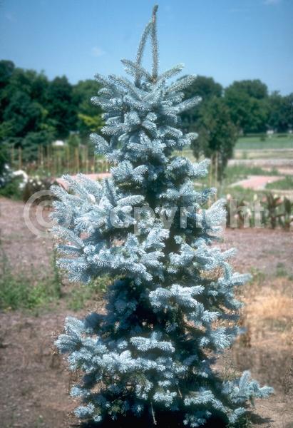 Orange blooms; Purple blooms; Green blooms; Evergreen; Needles or needle-like leaf; North American Native