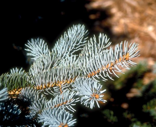 Orange blooms; Purple blooms; Green blooms; Evergreen; Needles or needle-like leaf