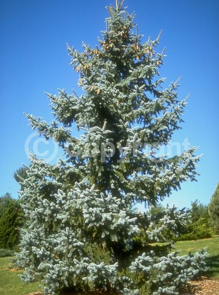 Orange blooms; Purple blooms; Green blooms; Evergreen; Needles or needle-like leaf