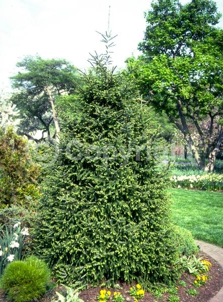 Orange blooms; Purple blooms; Green blooms; Evergreen; Needles or needle-like leaf