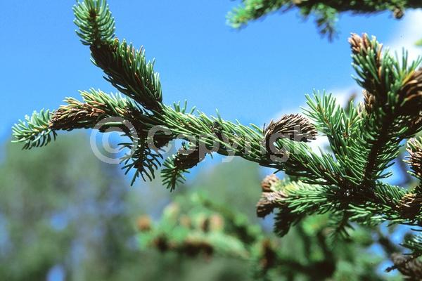 Red blooms; Evergreen; Needles or needle-like leaf; North American Native