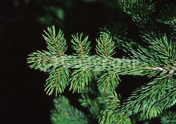 Red blooms; Evergreen; Needles or needle-like leaf; North American Native