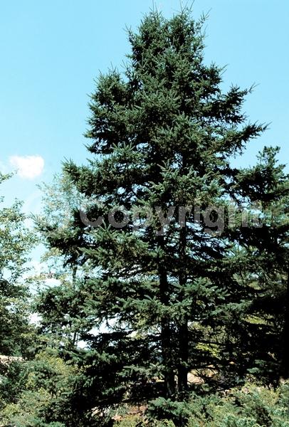 Red blooms; Evergreen; Needles or needle-like leaf; North American Native