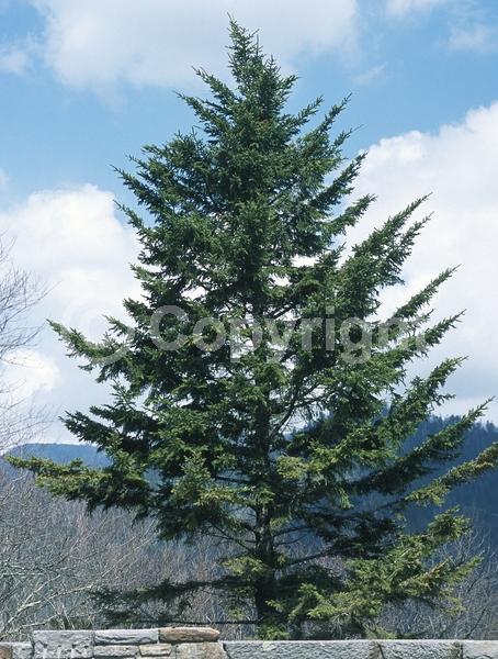 Red blooms; Evergreen; Needles or needle-like leaf; North American Native
