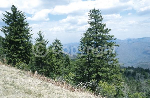 Red blooms; Evergreen; Needles or needle-like leaf; North American Native