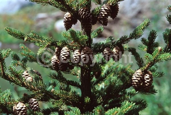 Red blooms; Evergreen; Needles or needle-like leaf; North American Native