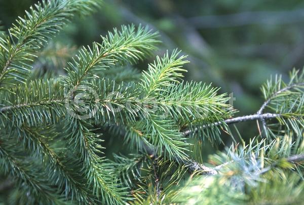 Red blooms; Evergreen; Needles or needle-like leaf; North American Native