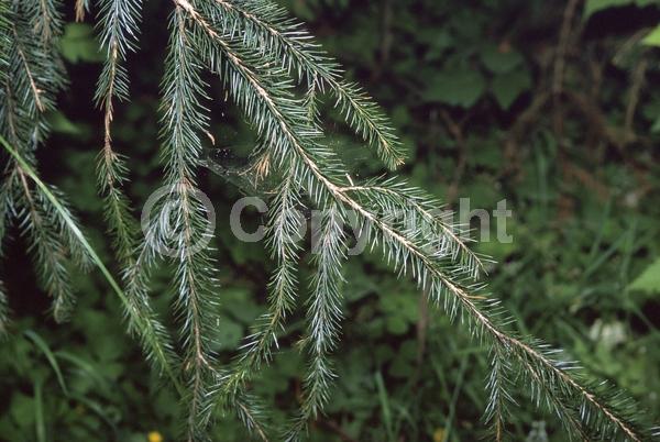 Red blooms; Evergreen; Needles or needle-like leaf; North American Native