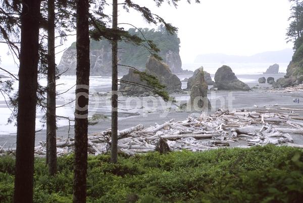 Red blooms; Evergreen; Needles or needle-like leaf; North American Native