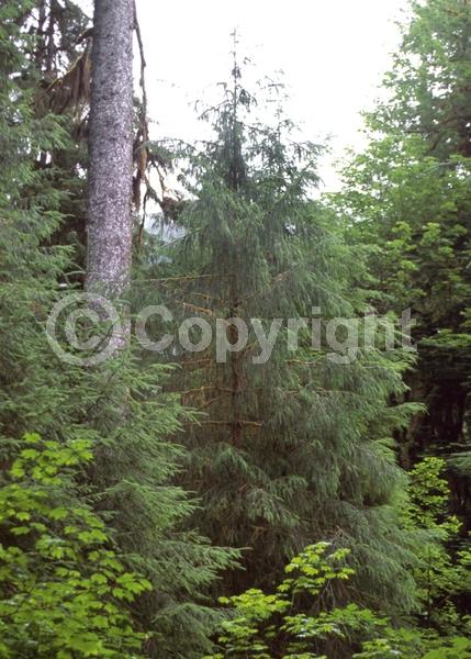 Red blooms; Evergreen; Needles or needle-like leaf; North American Native